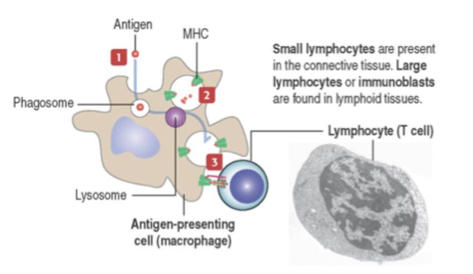 <ul><li><p><strong>Aktiverer immunrespons</strong><br><span data-name="check_mark" data-type="emoji">✔</span> via fagocytose<br><span data-name="check_mark" data-type="emoji">✔</span> via cytokiner (især M1)<br><span data-name="check_mark" data-type="emoji">✔</span> via antigenpræsentation til T-lymfocytter</p></li><li><p><strong>Omsætter bindevæv</strong><br><span data-name="check_mark" data-type="emoji">✔</span> ved fagocytose af <strong>gammelt ECM</strong>, døde celler og cellerester<br><span data-name="check_mark" data-type="emoji">✔</span> særligt residente og M2-makrofager bidrager til <strong>vævsremodellering og opheling</strong></p></li></ul><p></p>