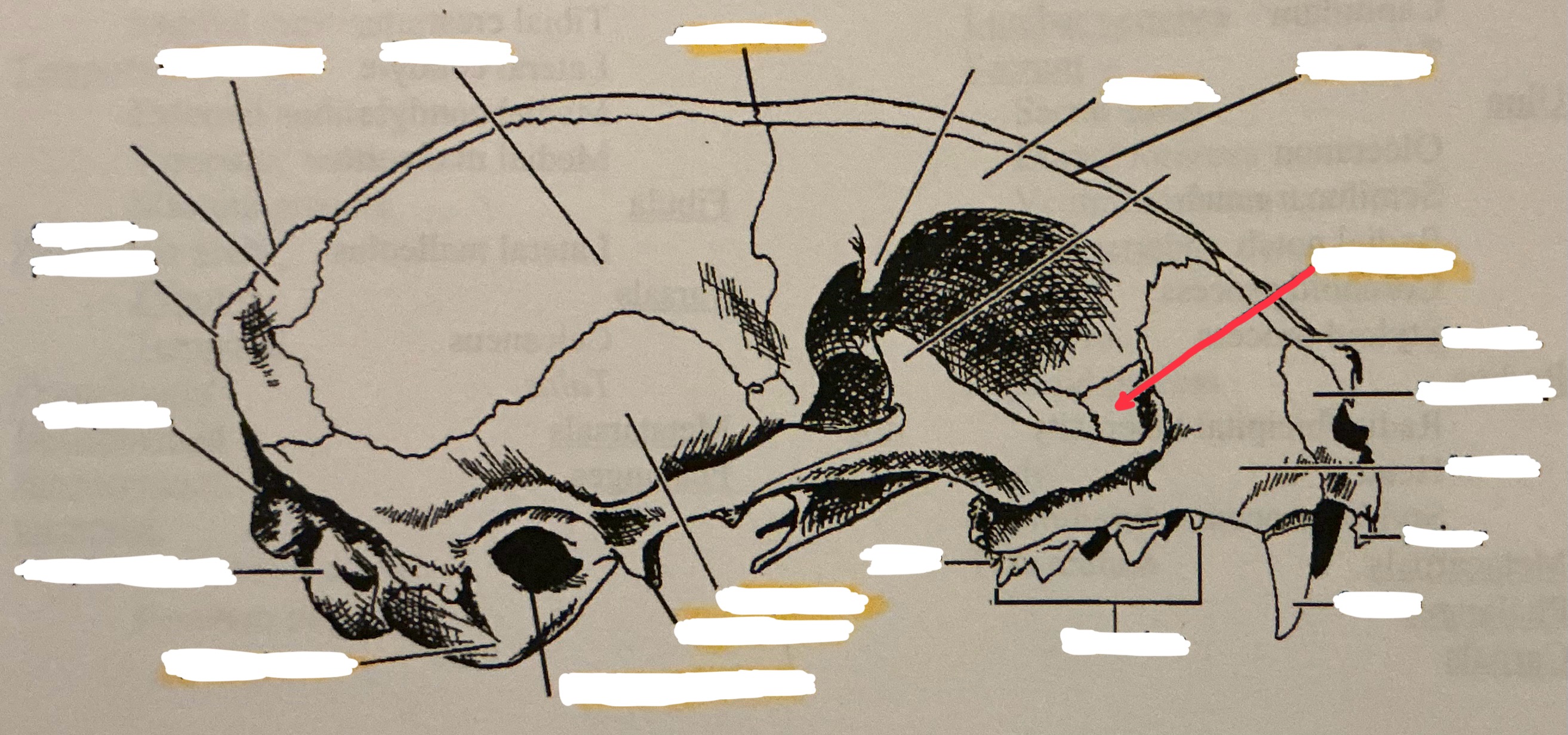 term image