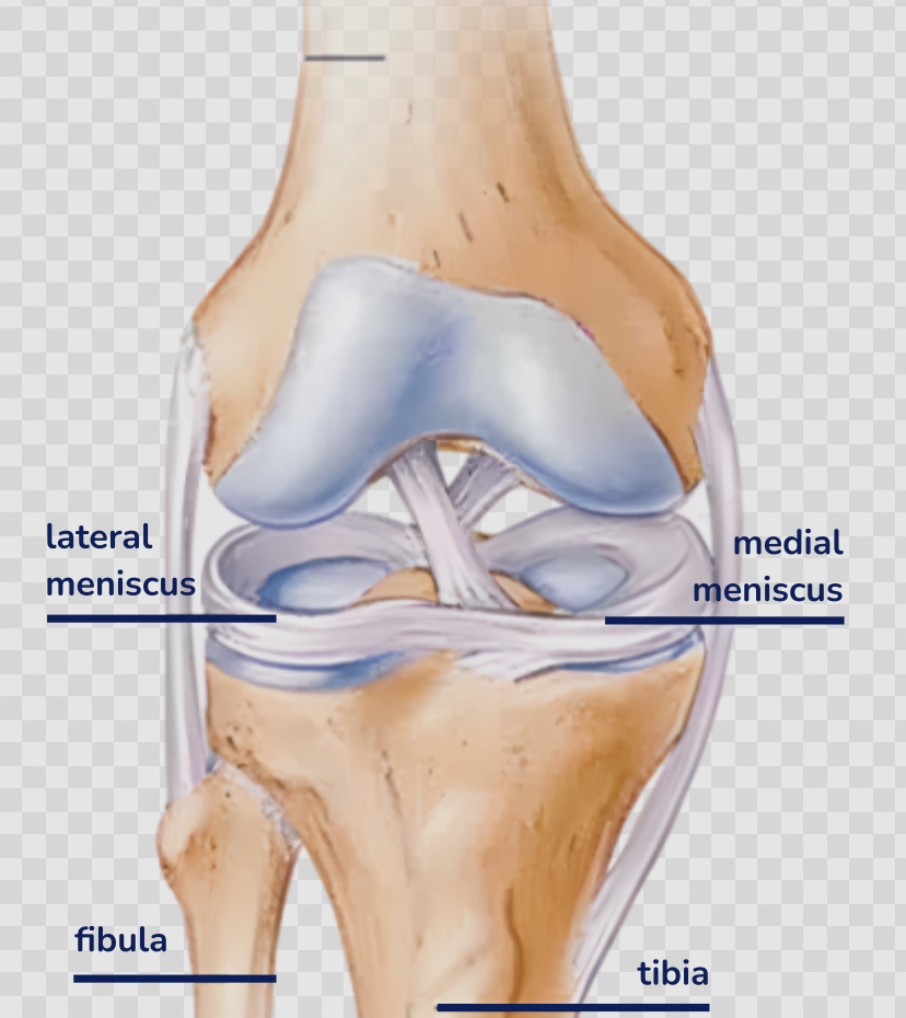 <p>A C-shaped piece of cartilage within the knee joint, located on the medial side.</p>