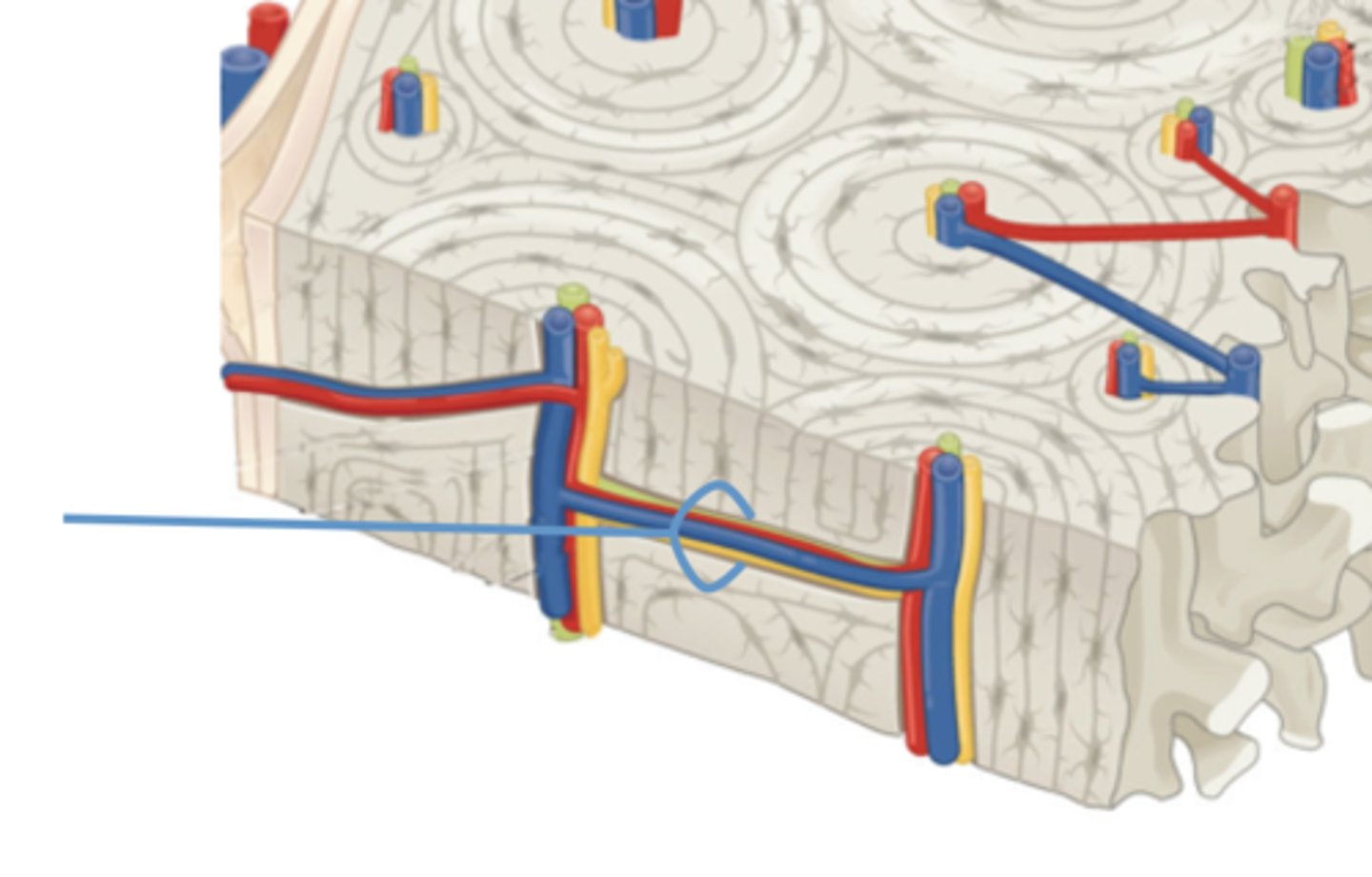 <p>Identify this compact bone passageway or tunnel.</p>