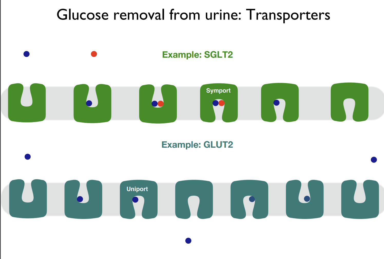 <p>Uniport takes 1 molecule through the membrane while symport takes 2.</p>