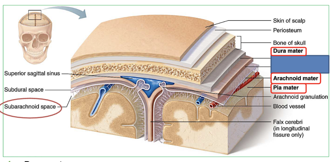 <ol><li><p><strong>Dura mater</strong>: Tough outer layer. Forms 3 protective folds - <strong>falx cerebri</strong>, <strong>tentorium cerebelli , &amp; Falx cerebelli</strong></p></li><li><p><strong>Arachnoid mater</strong>: Middle layer; contains</p><ul><li><p><strong>CSF</strong> in <strong>subarachnoid space</strong> between arachnoid and pia</p></li></ul></li><li><p><strong>Pia mater</strong>: Last thin layer stuck to brain surface.<br></p></li></ol><p>(this is from surface to deepest)</p>