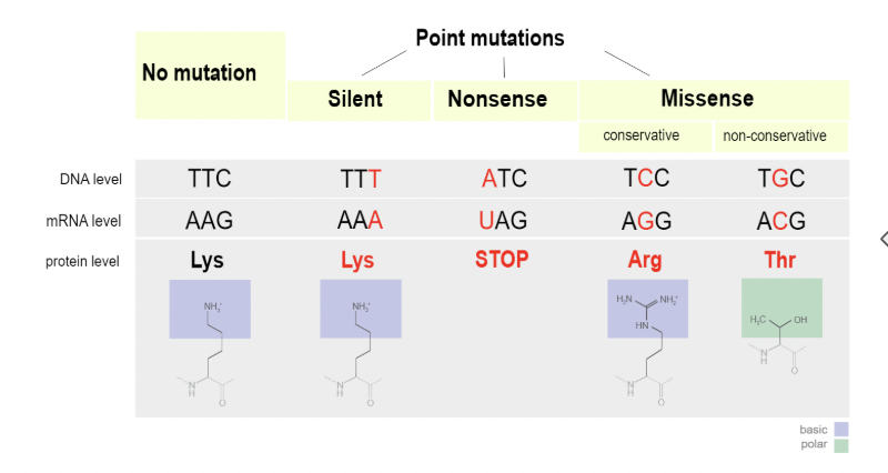<ul><li><p><span style="background-color: transparent; font-family: "Proxima Nova", sans-serif;"><span>Nonsense - now code for a stop codon</span></span></p></li><li><p><span style="background-color: transparent; font-family: "Proxima Nova", sans-serif;"><span>Missense - now codes for a different amino acid</span></span></p></li><li><p><span style="background-color: transparent; font-family: "Proxima Nova", sans-serif;"><span>Silent - still codes for the same amino acid</span></span></p></li></ul><p></p>