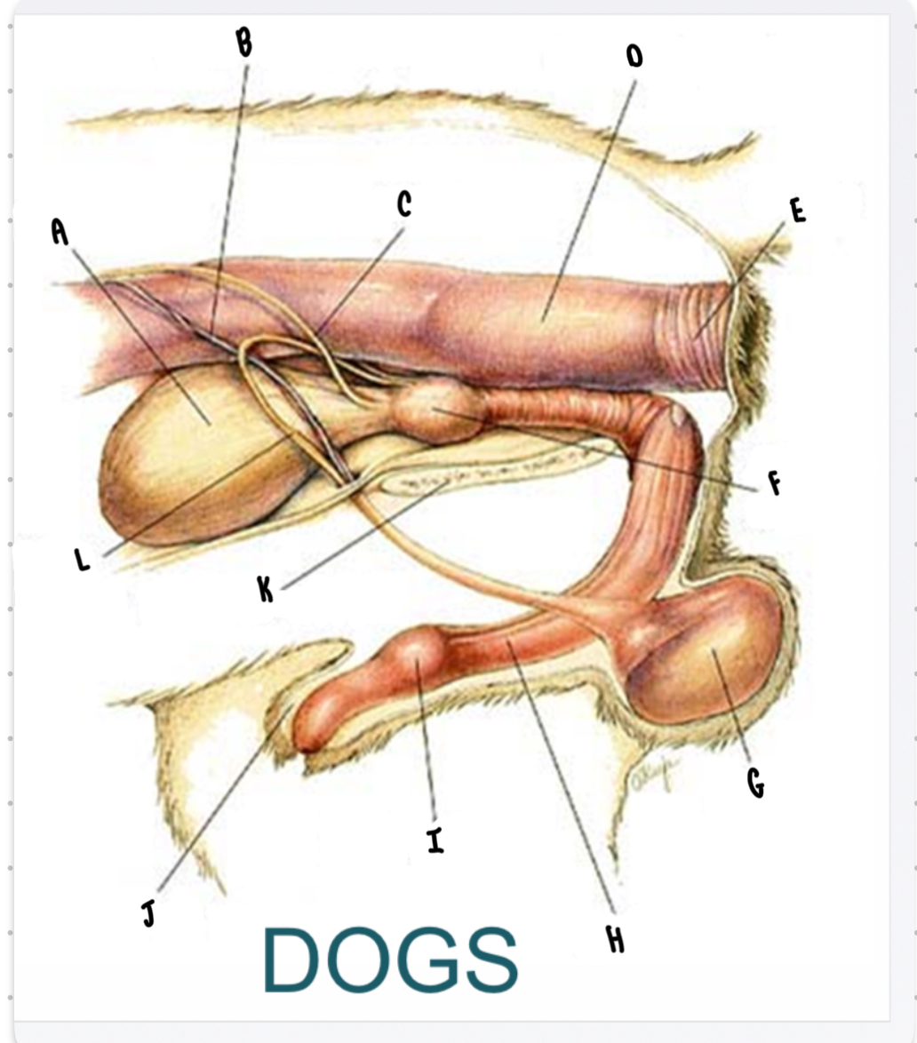 <p>What is the structure labeled B?</p>