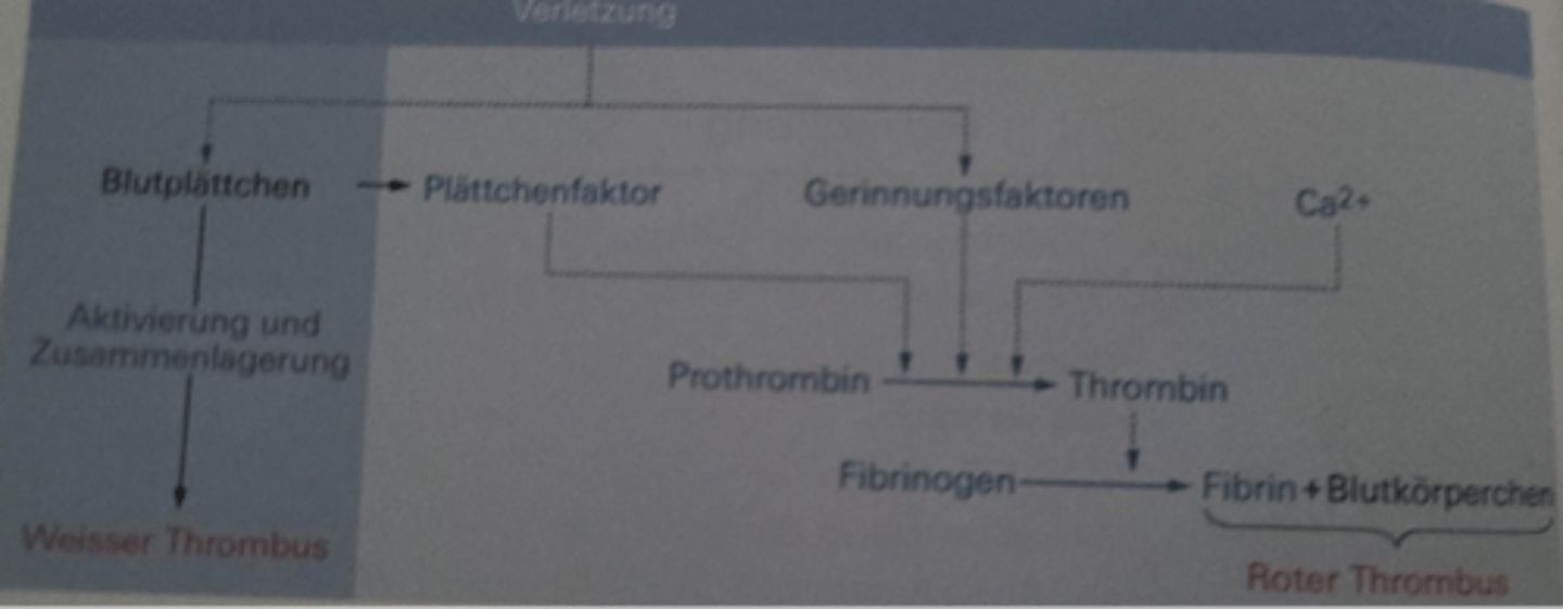 <p>Ist eine Reaktionskette, die durch die Verletzung ausgelöst wird. Das inaktive Produkt Prothrombin wird dabei zum aktiven Enzym Thrombin. Dafür werden Ca-Ionen benötigt, die von den Blutplättchen abgegeben werden. Das Thrombin katalysiert dann die Moleküle des Plasmaproteins Fibrinogen zu unlöslichen Fibrinfäden.</p><p>Die Fibrinfäden verbinden sich dann zum Fibrinnetz, dass sich zusammenzieht und Blutplättchen sowie Blutkörperchen einschliesst. So entsteht der rote Thrombus, Nach einigen Tagen wird dieser durch Bindegewebe ersetzt.</p>