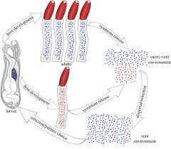 <p>giant tubeworm larval stage</p>