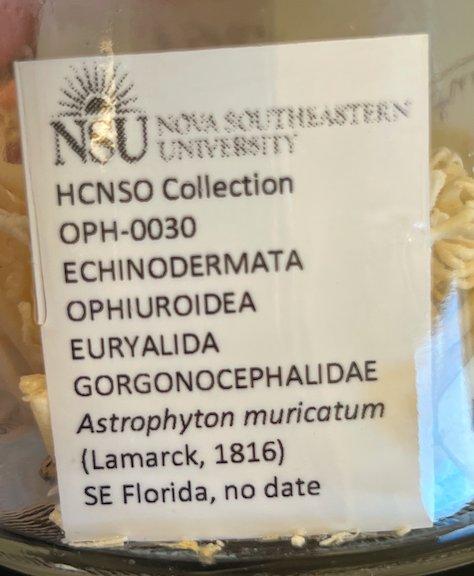<p>Order: Euryalida</p><p>Family: Gorgonocephalidae</p><p>Genus Astrophyton</p>