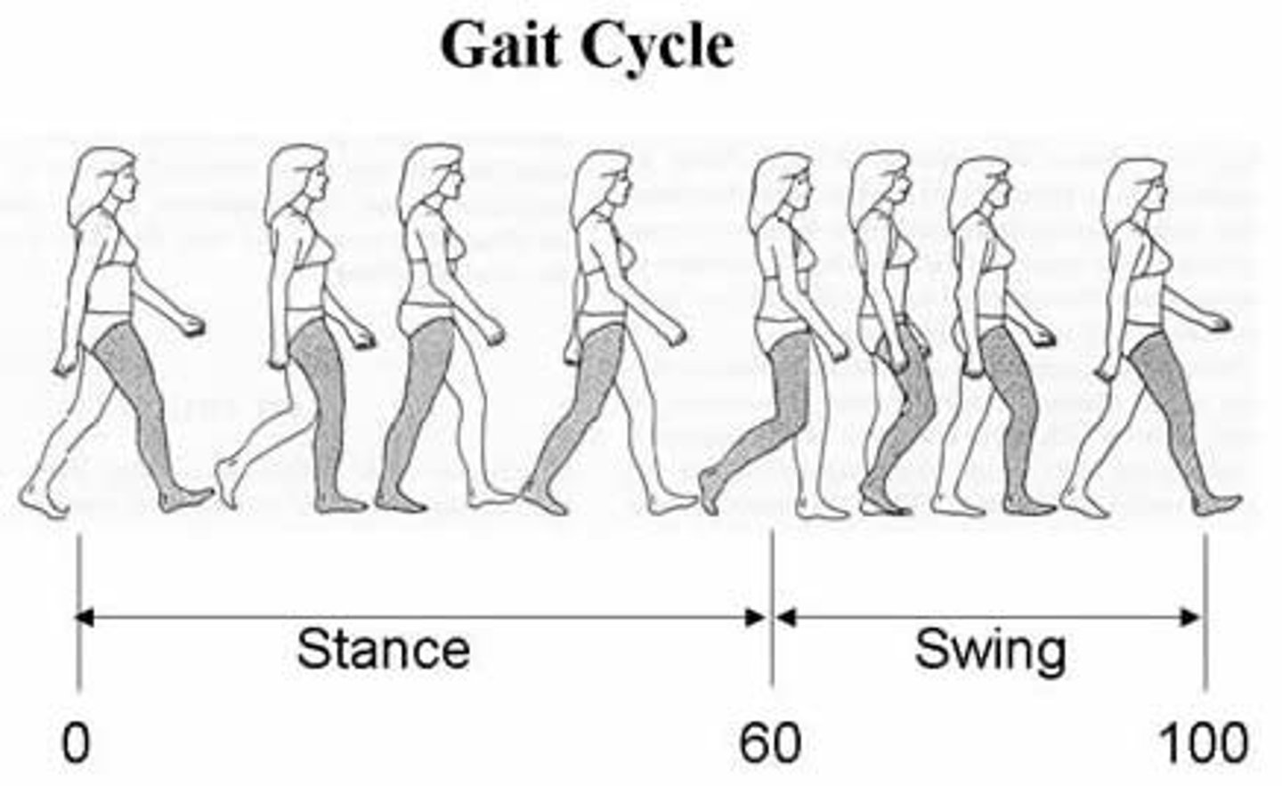 <p>Series of rhythmical, alternating movements of the trunk and limbs which result in the forward progression of the center of gravity</p><p>Series of "controlled falls"</p>