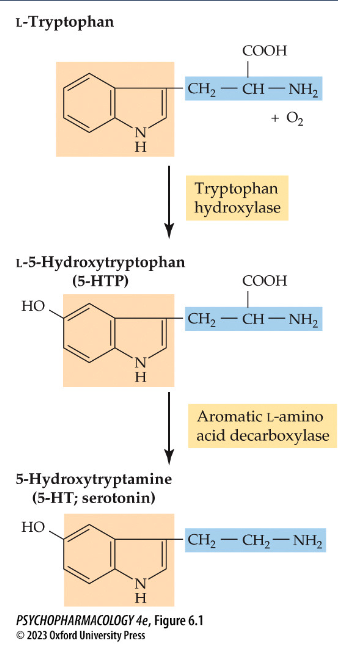<ul><li><p>tryptophan → 5-HTP (rate-limiting step) → 5-HT</p></li><li><p>synthesis can be triggered by tryptophan or 5-HT</p></li></ul><p></p>