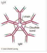 <p>IgM </p>