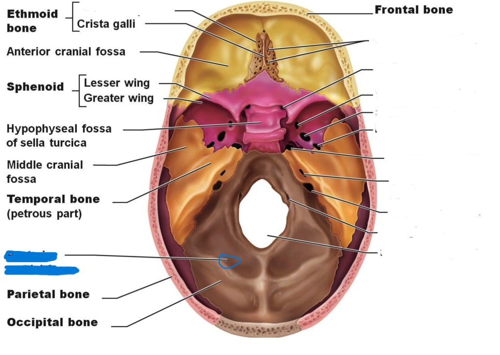 <p>which part of the skull?</p>