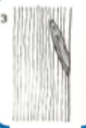 <p>“Slash knots”, Sliced during sawing.</p>