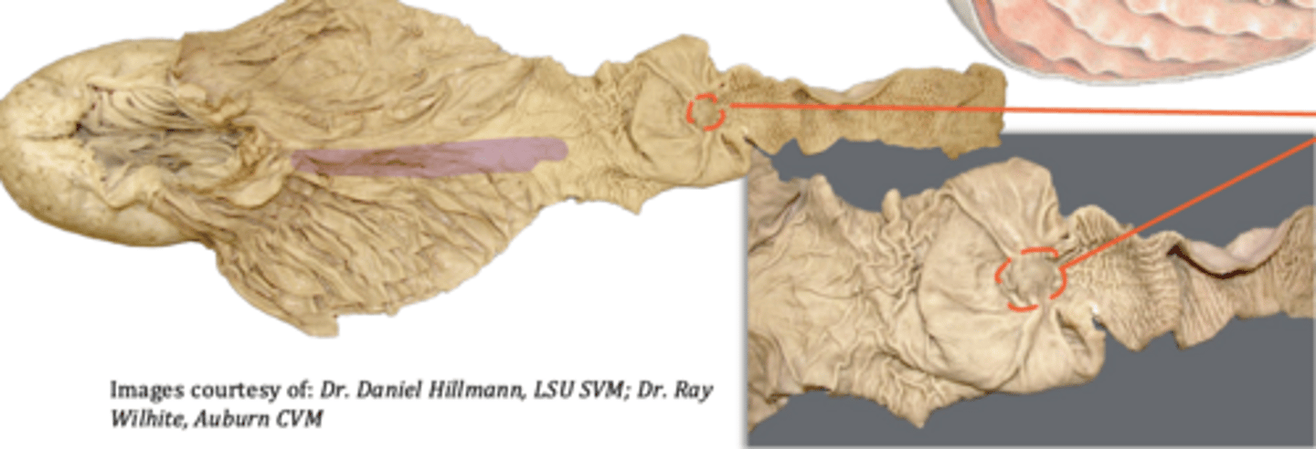 <p>what are some of the internal features of the abomasum</p>