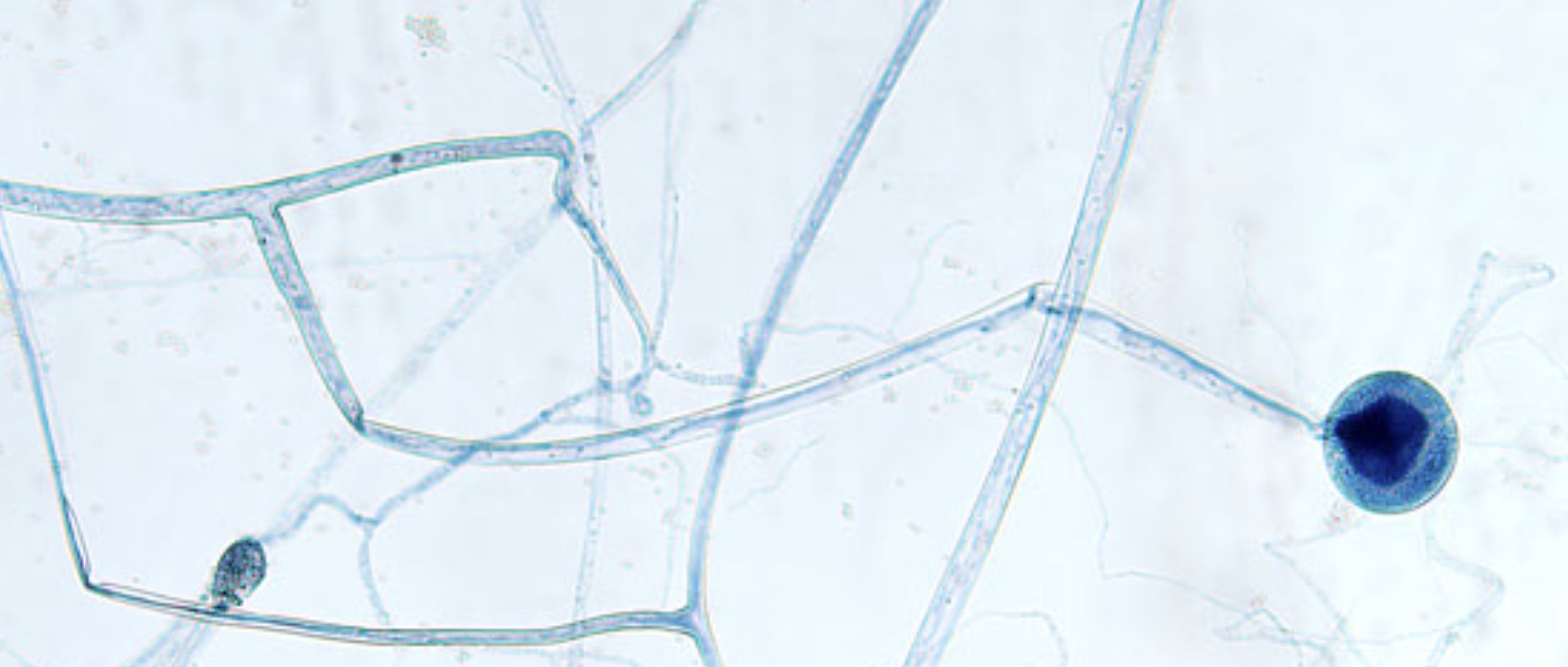 <p>What species is this?</p>
