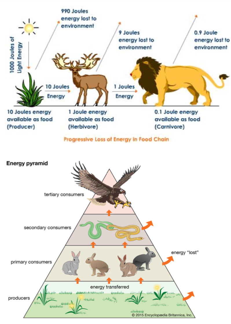 🌱 AP Environmental Science Unit 1 Notes Notes | Knowt