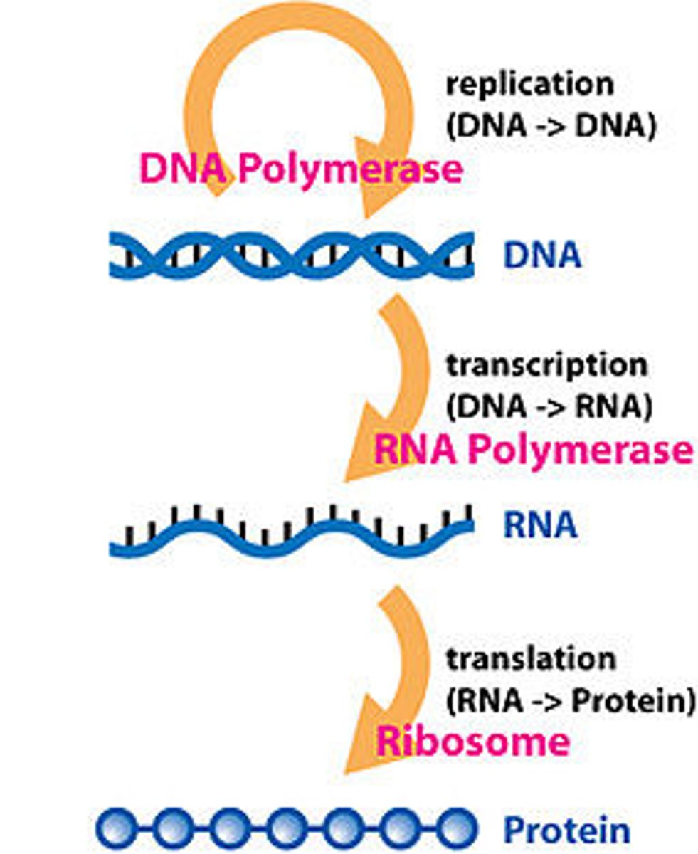 <p>DNA -> RNA -> Protein</p>