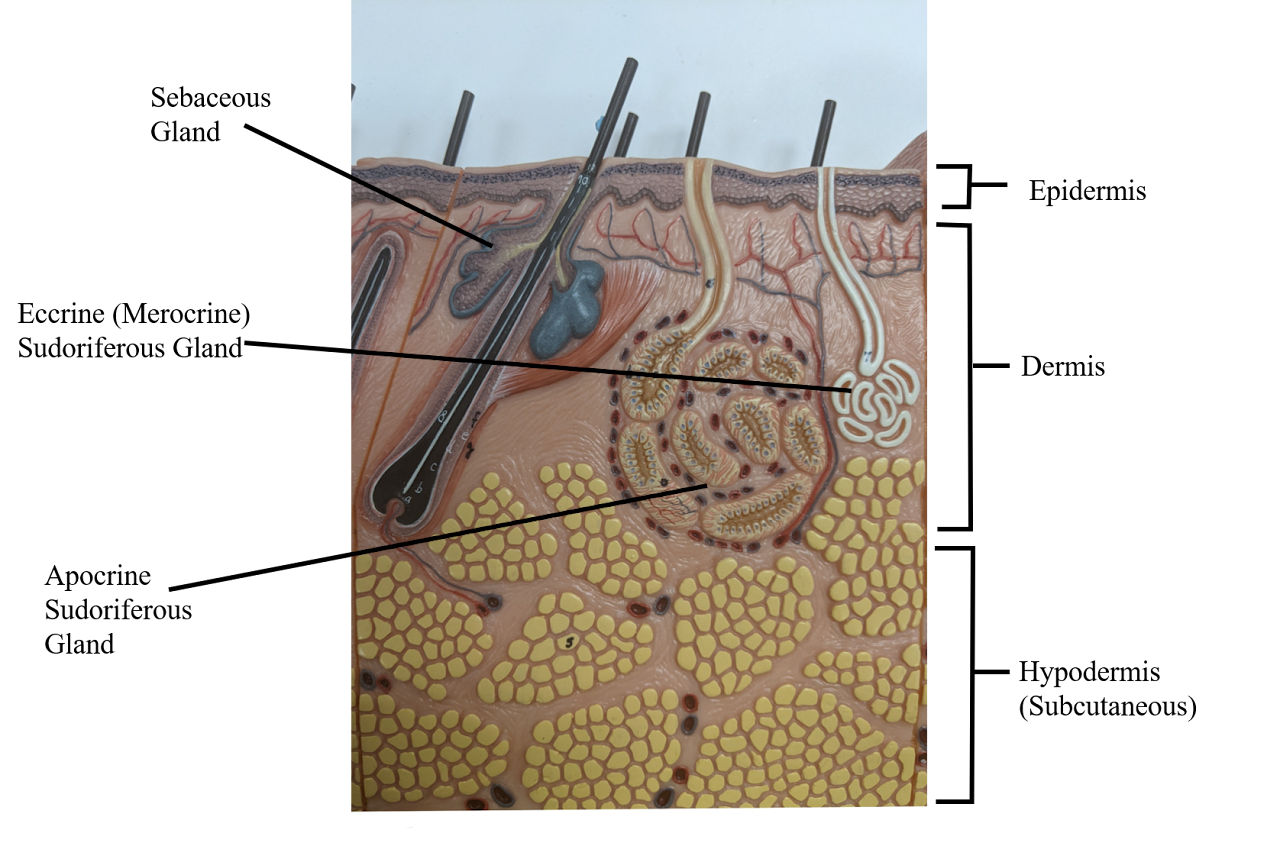 <p>deepest layer of skin </p>