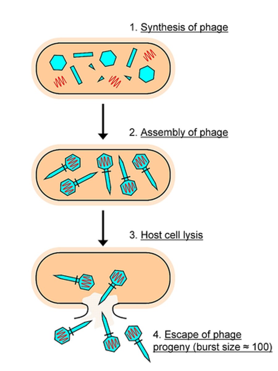 <p>Attachment- target part of bacterial outer surfaces</p><p>Penetration- T4 pierces cell wall to inject viral genome </p><p>Synthesis- phage takes over the cell's replication and protein synthesis enzymes to synthesize viral components </p><p>Assembly- assemble components </p><p>Release- mature virus particles are released through enzyme that lyses host or budding through host cell wall </p><p>Eclipse- time btw absorption and the formation of new viral particles </p>