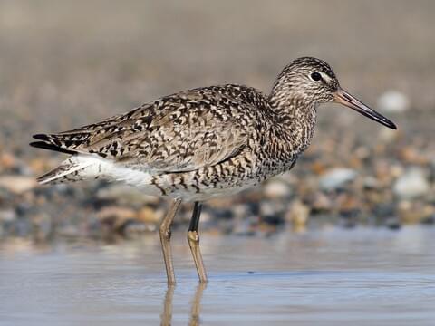 <p>Order:Charadriiformes Family:Scolopacidae</p>