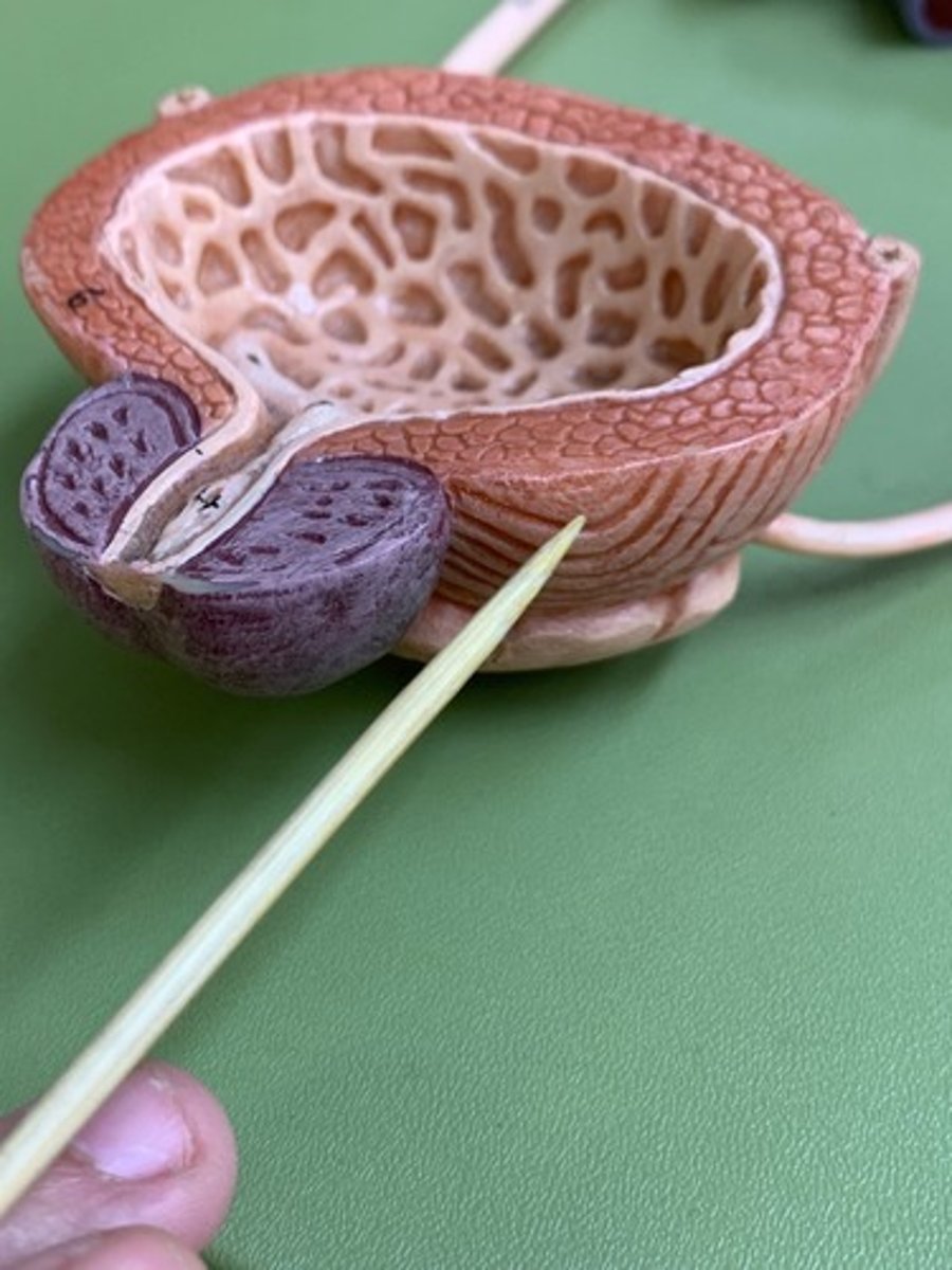 <p>outermost bladder layer (what anchors it onto back of peritoneum membrane)</p>