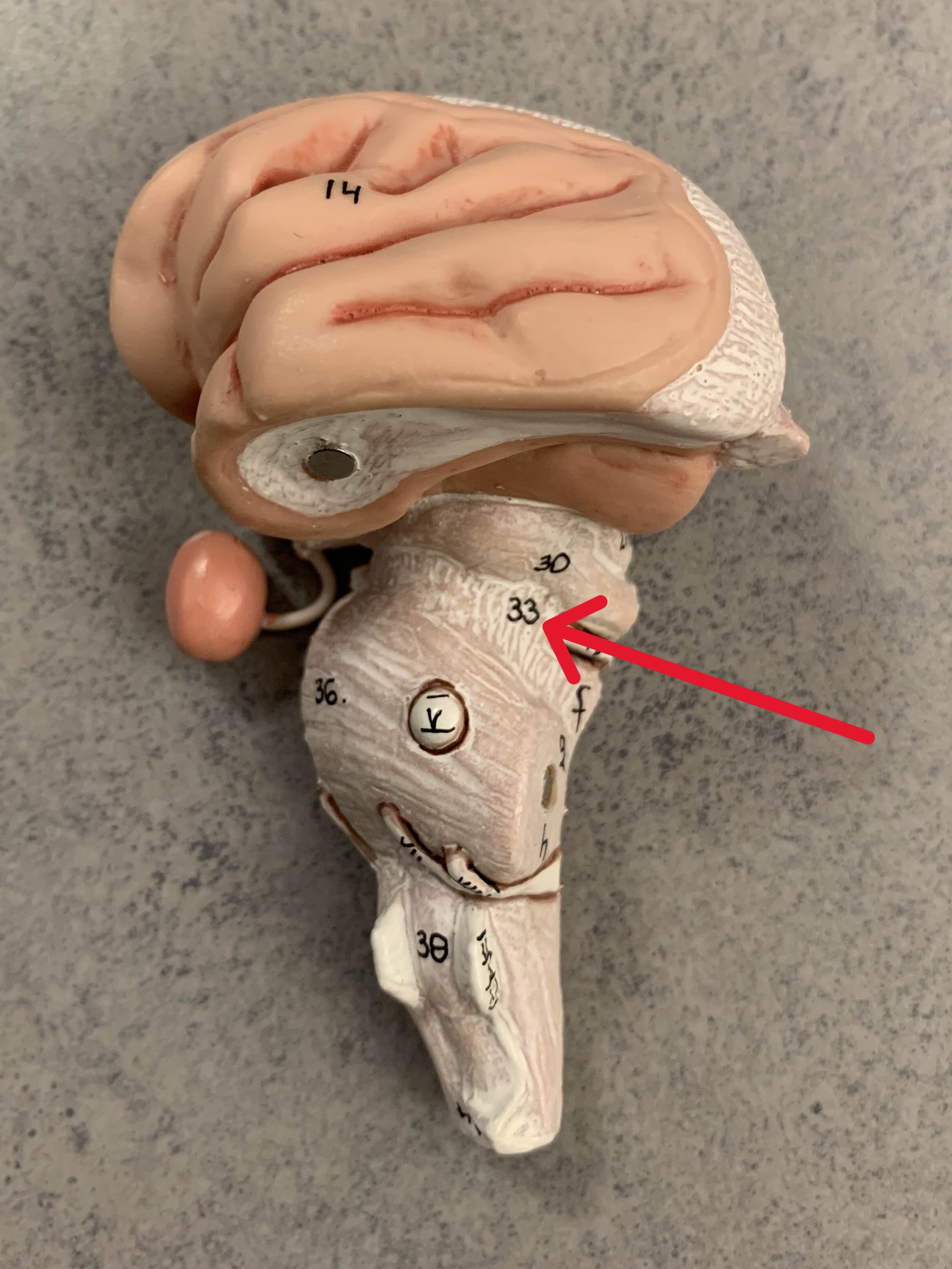 <p>Which nerve of the brain is:</p><ul><li><p>Connects cerebrum to brainstem</p></li></ul><p></p>