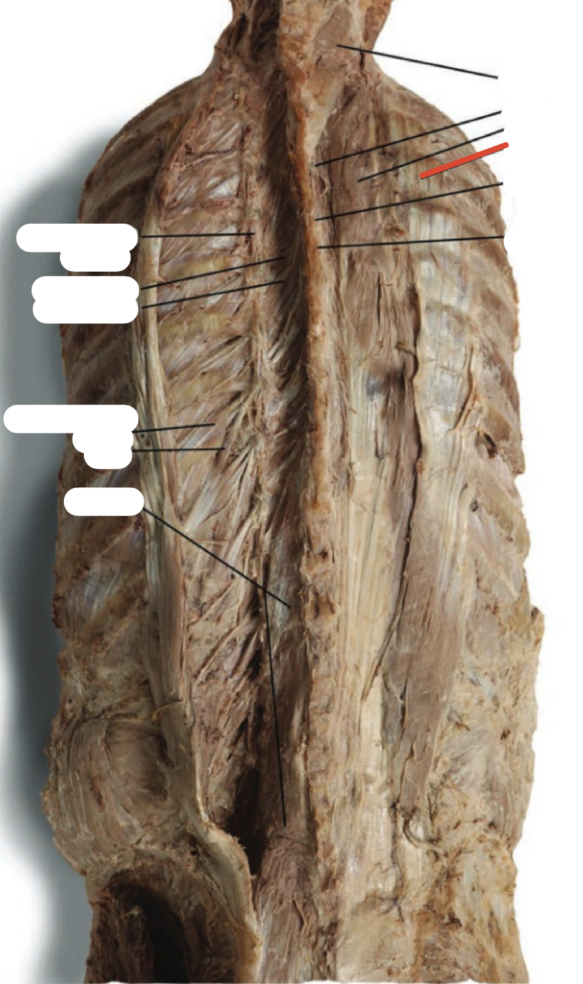 Identify the structure (red line)