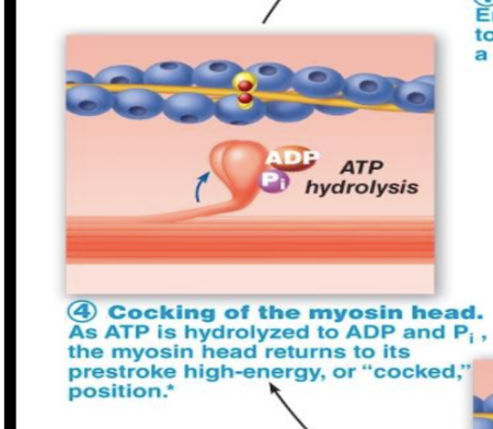 <p>As ATP is hydrolyzed to ADP and phosphate, myosin head returns to high-energy/”cocked” position and cycle can continue </p>