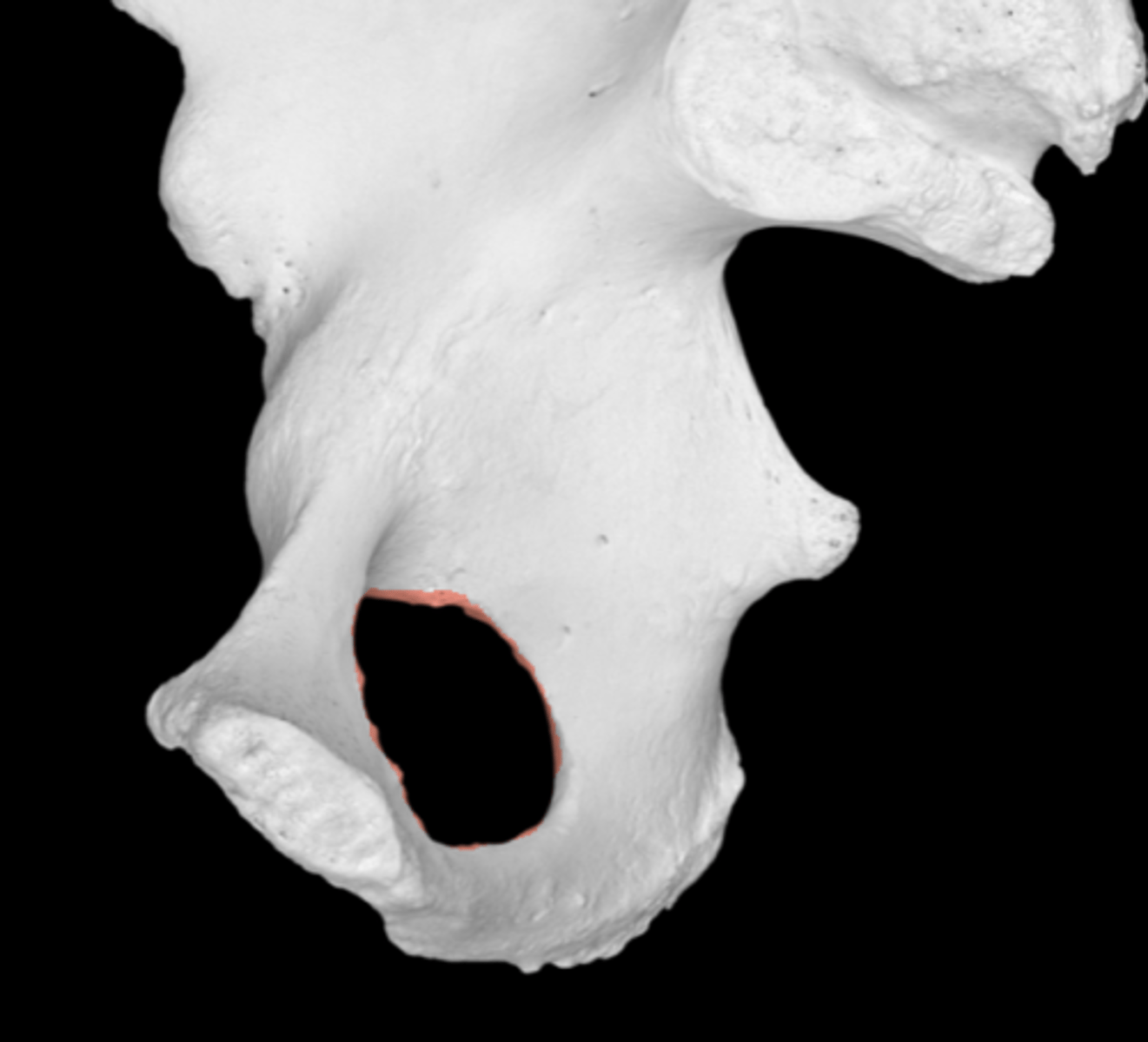 <p>passage of nerves and blood vessels</p><p>anterior and inferior</p>