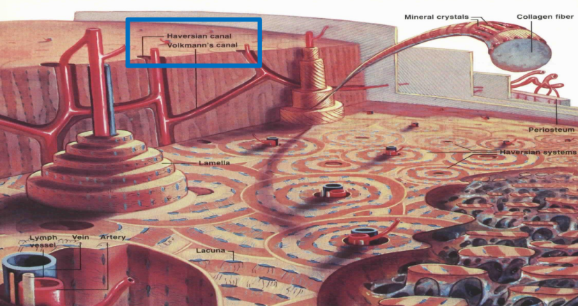 <p>Volkmann’s (or Haversian) canals </p>