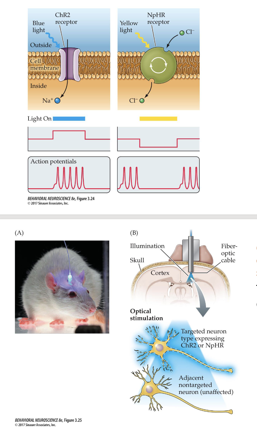 <p>inducing EPSPs and IPSPs experimentally</p><ul><li><p>advantage over electrical stimulation: targets specific cells, controlled PSPs</p></li></ul>