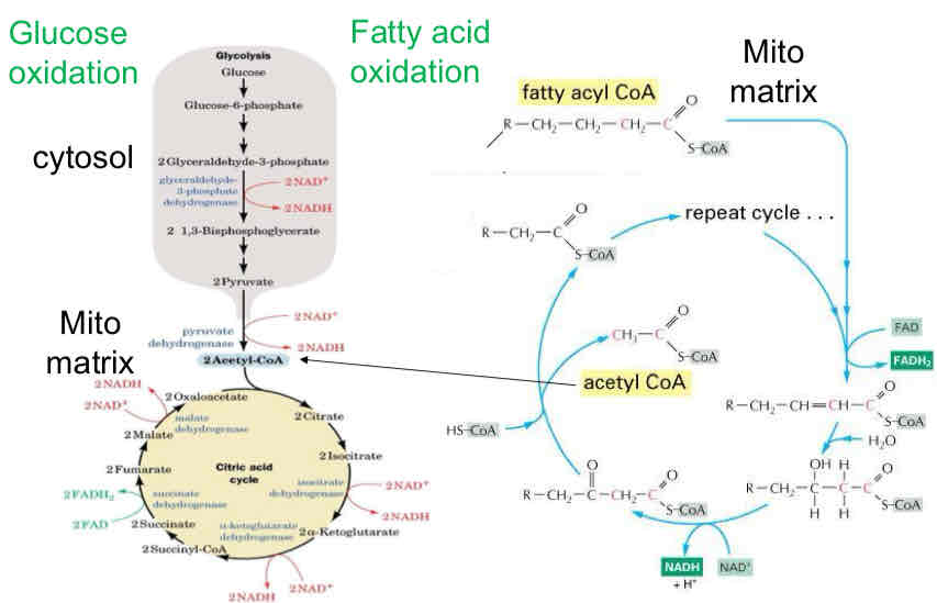 <ul><li><p>NADH → glucose oxidation (glycolysis and CAC) and fatty acid oxidation</p></li><li><p>FADH2 → succinate dehydrogenase (CAC) and fatty acid oxidation</p></li><li><p>Glucose and fatty acid oxidation</p></li><li><p>Glycolysis and citric acid cycle</p></li></ul>