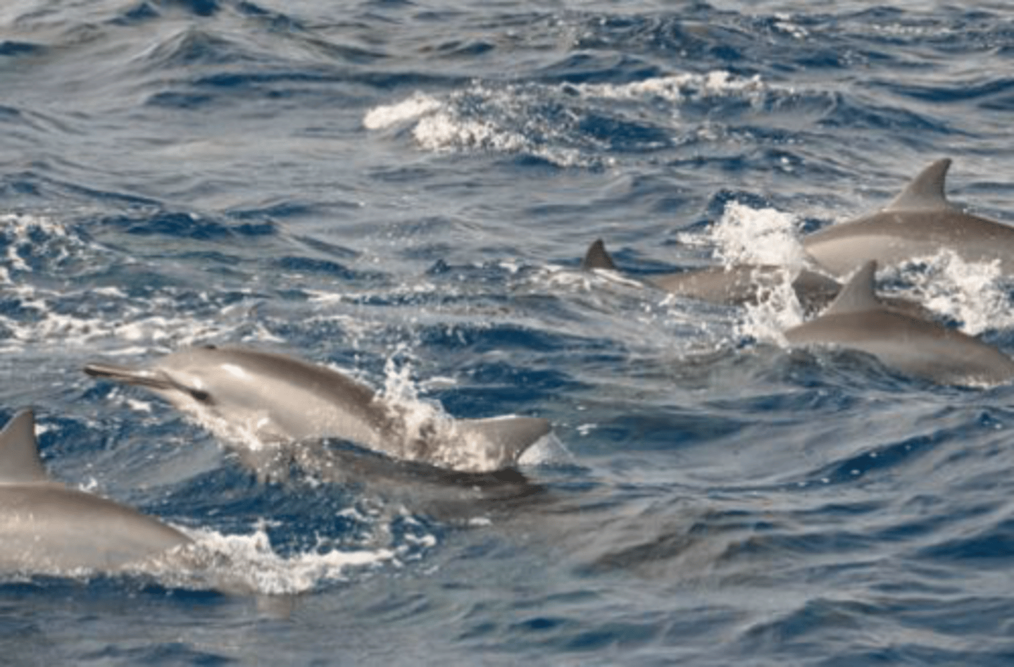 <p>Identify the species shown:</p>