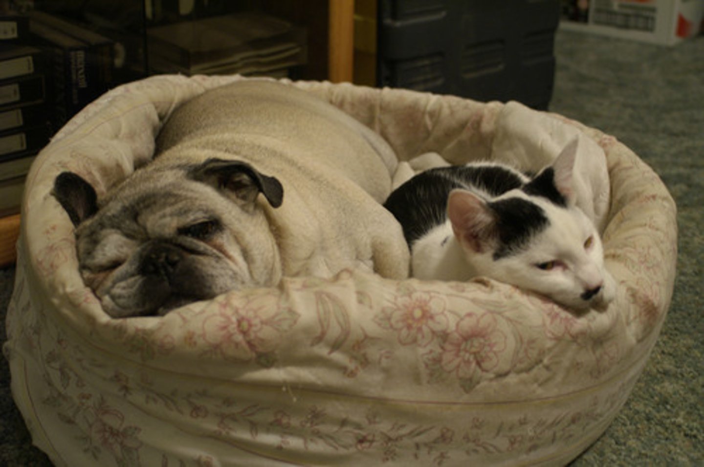 <p>being such good friends that spend most of their time together</p><p>When we were kids Zoe and I were ______________.</p>