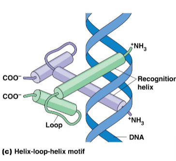 <p>korte alfa helix →  lus → langere herkennings alfa helix</p><p>2 polypeptiden (identiek of verschillend) met elk een helix-lus-helix</p><p>de polypeptiden interageren door hydrofobe interacties</p><p>2-delig DNA bindend domein: gevormd door herkenningshelixen van elk polypeptide</p>