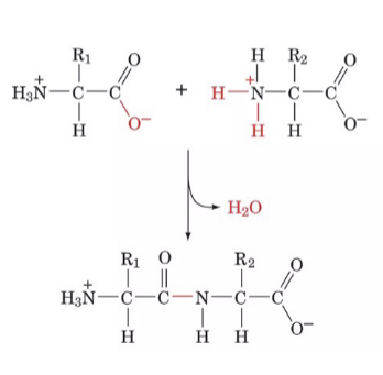 <ul><li><p>two <strong>α</strong>-amino acids undergo a condensation reaction to form a dipeptide</p></li></ul><p></p>