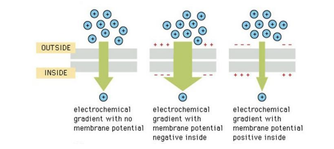 governs the movement of ions into/out of a cell, based on chemical force (ion con gradient) + electrical force (cell’s membrane potential)
