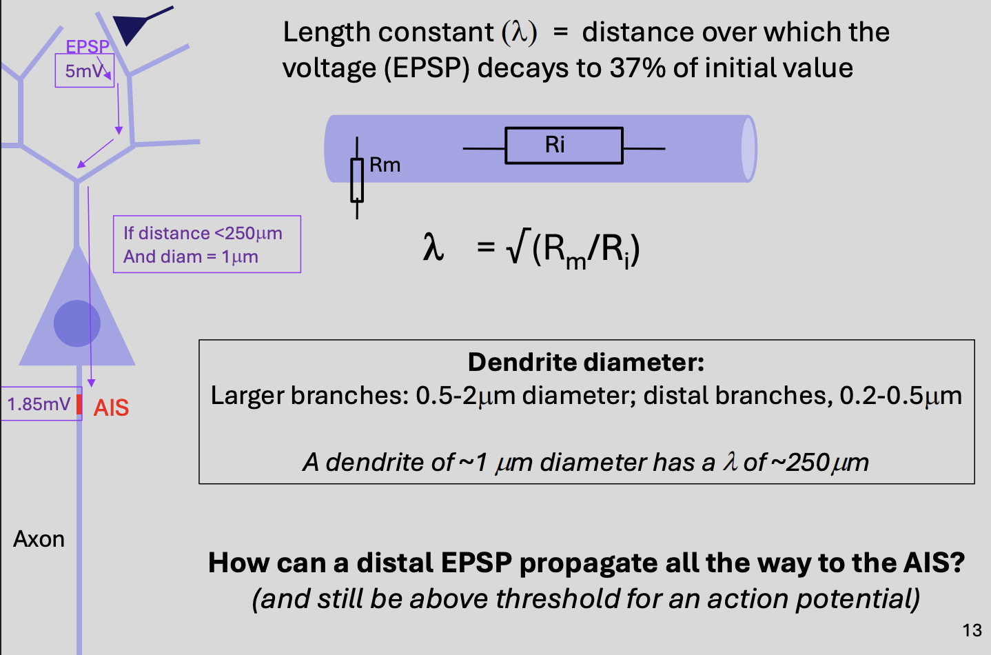 <ul><li><p>by the time they are passivley propagated to the AIS</p></li></ul><p>→ they may<strong> depolarise</strong> the membrane there by less than 1-2mV</p><p><strong>this is not enough to gate the Na channels at the AIS</strong></p>