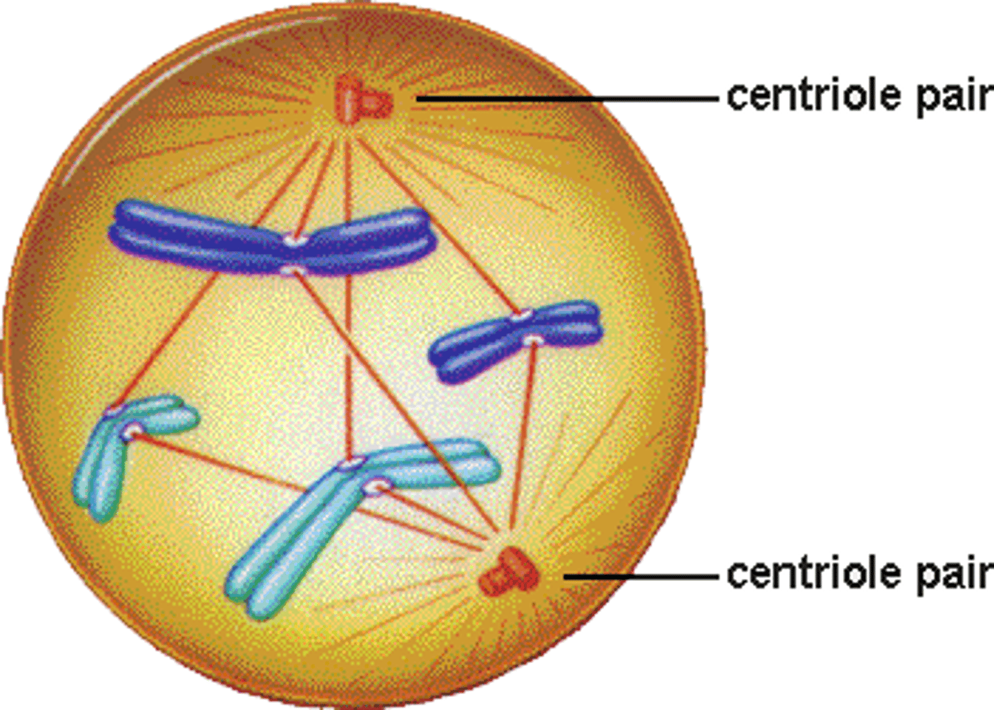 <p>after prophase</p><p>1. chromosomal microtubules attach to kinetochores of chromosomes</p><p>2. chromosomes are moved to spindle equator</p><p>- condensed chromosomes are scattered in early prometaphase</p>