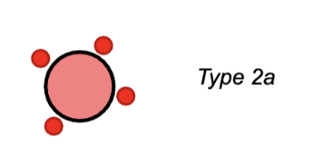 <ul><li><p>larger diameter = more tension</p></li><li><p>fast myosin ATPase so tension development is faster</p></li><li><p>mostly oxidative phosphorylation which requires O2</p></li><li><p>many mitochondria and capillaries to provide O2</p></li><li><p>large amounts of myoglobin to aid in O2 diffusion and to sore O2 (dark meat) - less myoglobin than slow oxidative muscle</p></li><li><p>somewhat resistant to fatigue</p></li></ul><p></p>
