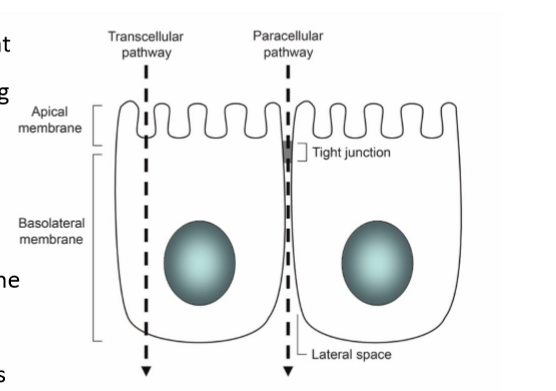 <p>facing the basement membrane </p>