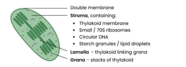 knowt flashcard image