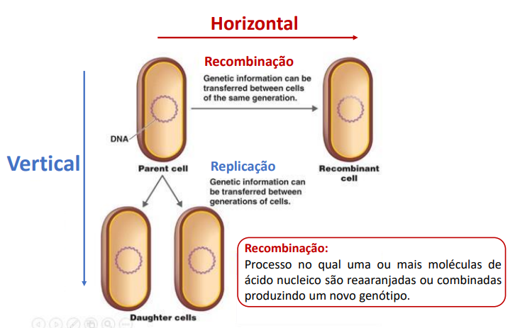 <p>As bactérias também recombinam o seu genoma, mas para tal, estes têm de se encontrar. No caso da reprodução humana, os gâmetas encontram-se, origina-se o ovo, e está dada a recombinação genética. Nos procariontes, há outros processos que fazem com que o DNA de uma bactéria passe para outra.</p><p></p>