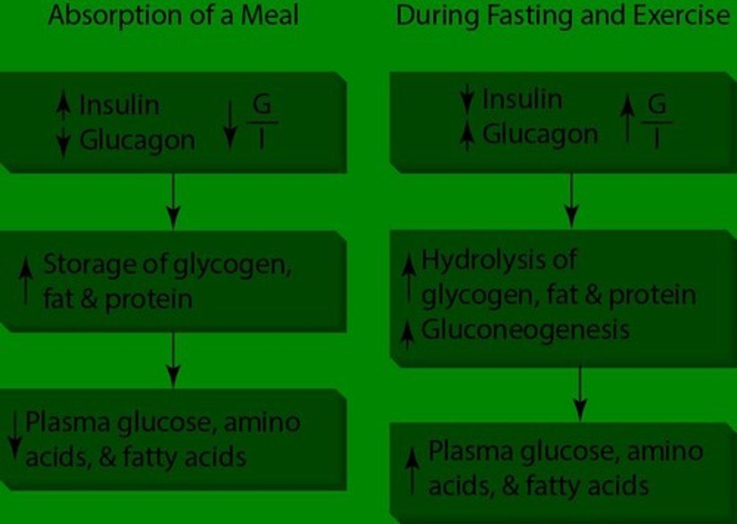 <p>They maintain blood glucose levels by mobilizing muscle glycogen and increasing liver glucose mobilization.</p>