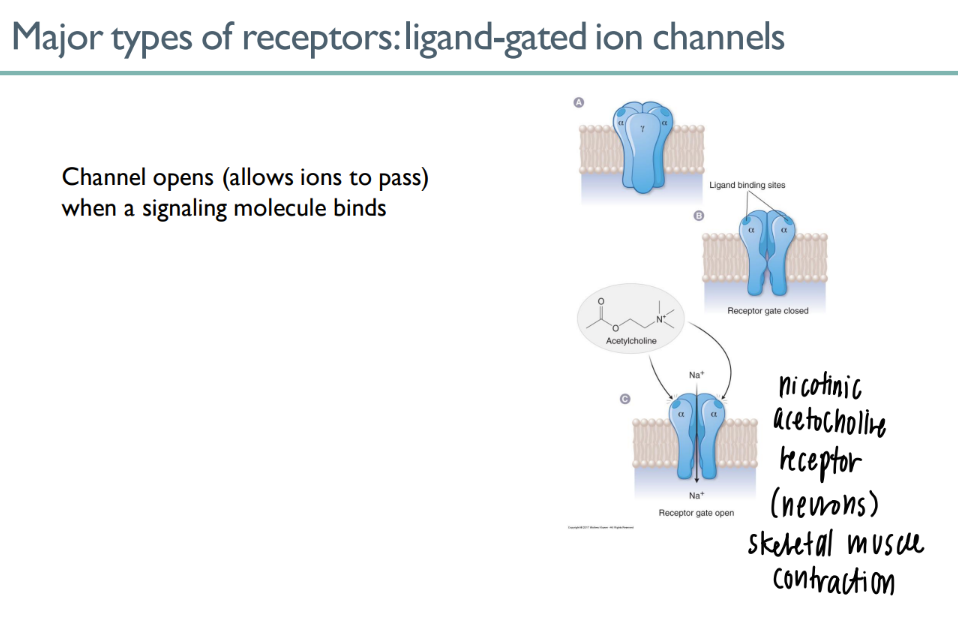 <p>ligand binds to site on receptor → channel opens! </p>