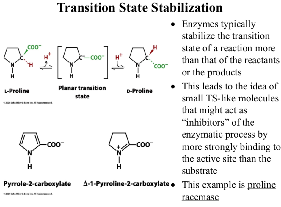 <p>Enzymes typically stabilize the transition state of a reaction more than that of the reactants or the products</p>