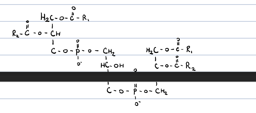two phosphatidic acids are linked through a glycerol 

occurs in the inner mitochondrial membrane

necessary for proper function of the enzymes of the resp. chain