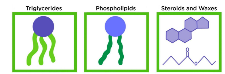 <ul><li><p>Triglycerides</p></li><li><p>Phospholipids</p></li><li><p>Steroids and waxes</p></li></ul><p></p>