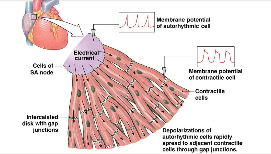<p>depolarizations of autorhythmic cells rapidly spread to adjacent contractile cells through gap junctions</p>