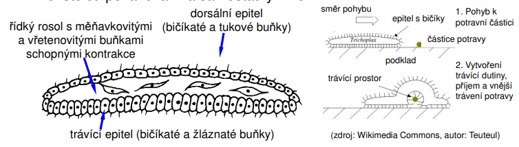 <p>• tělo je ploché (vločkovité), asymetrické a proměnlivého tvaru</p><p>• nejjednodušší neparazitičtí živočichové, chybí svalové a nervové tkáně i orgány </p><p>• rozmnožování hlavně vegetativně, ale i pohlavně</p>