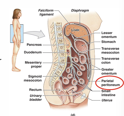<p>What is the peritoneum?</p>
